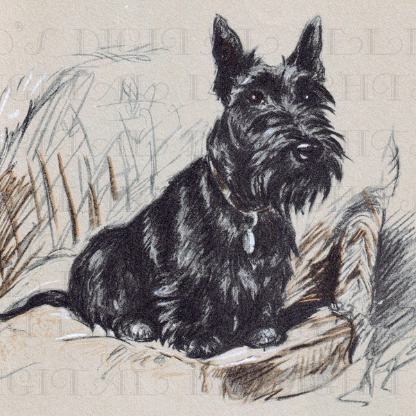 Adorable SCOTTY Dog Illustration. Vintage Digital DOG Download. Digital Scotty Dog. Vintage Scottish Terrier Download. Art To Print