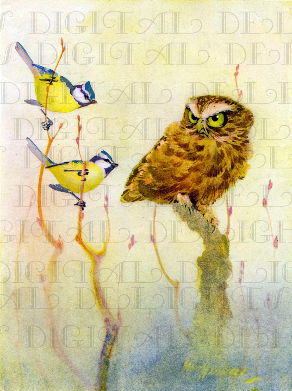Gorgeous Yellow Birds and Annoyed OWL! Vintage Nature Printable Image. Vintage Digital Download. Dig