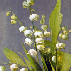 Illustration vintage de fleur de muguet : image imprimable de printemps (téléchargement numérique image 1