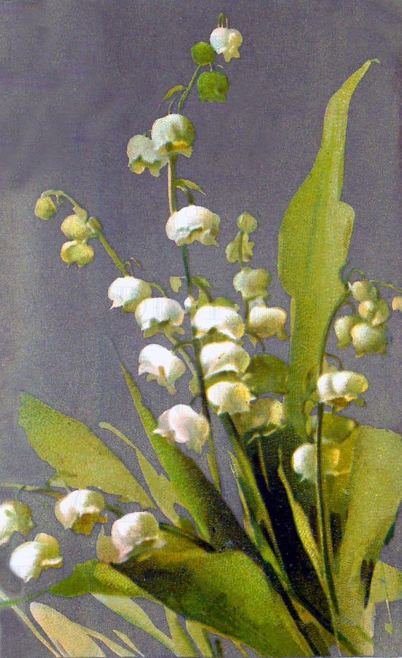 Lilly of the Valley Vintage Flower Illustration: Spring Printable Image (Digital Download