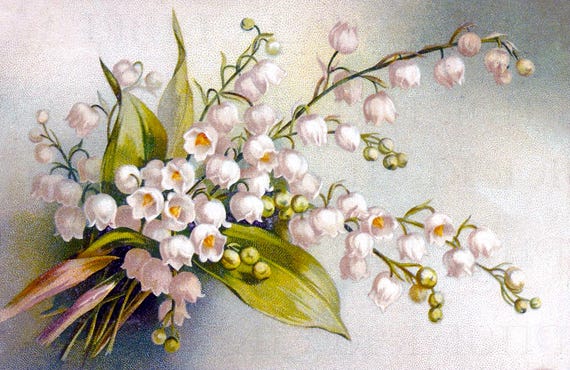 Lilly of the Valley Vintage Flower Illustration: Printable Digital