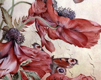 Ilustración vintage de polillas y amapolas (descarga digital)