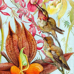 Extraordinary ORCHID and Birds Vintage Flower Illustration. Vintage Bird Printable Image. Vintage Digital Download. image 1