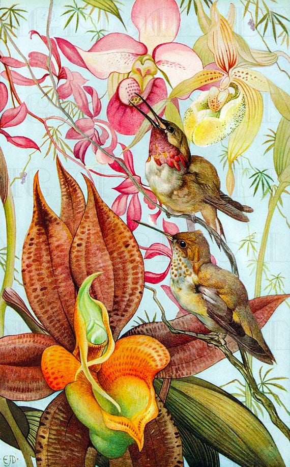 Extraordinary ORCHID and Birds Vintage Flower Illustration. Vintage Bird Printable Image. Vintage Digital Download.