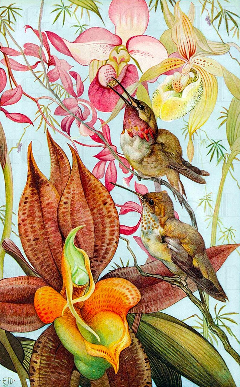 Extraordinary ORCHID and Birds Vintage Flower Illustration. Vintage Bird Printable Image. Vintage Digital Download. image 1