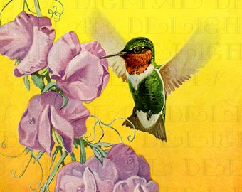 Sweet Pea and Hummingbird Vintage Flower Illustration. Vintage Bird Printable Image. Vintage Hummingbird Digital Download.