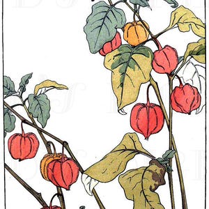 AUTUMN Flowers! Vintage Chinese Lanterns Illustration. Vintage Autumn Flower DIGITAL Illustration Download. New Price Category .99 cents!