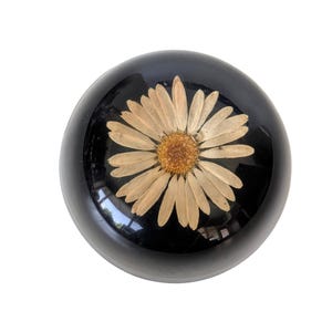 Vintage Nature Under Glass Lucite Paperweight with Daisy - Cragsmoor Craftsmen