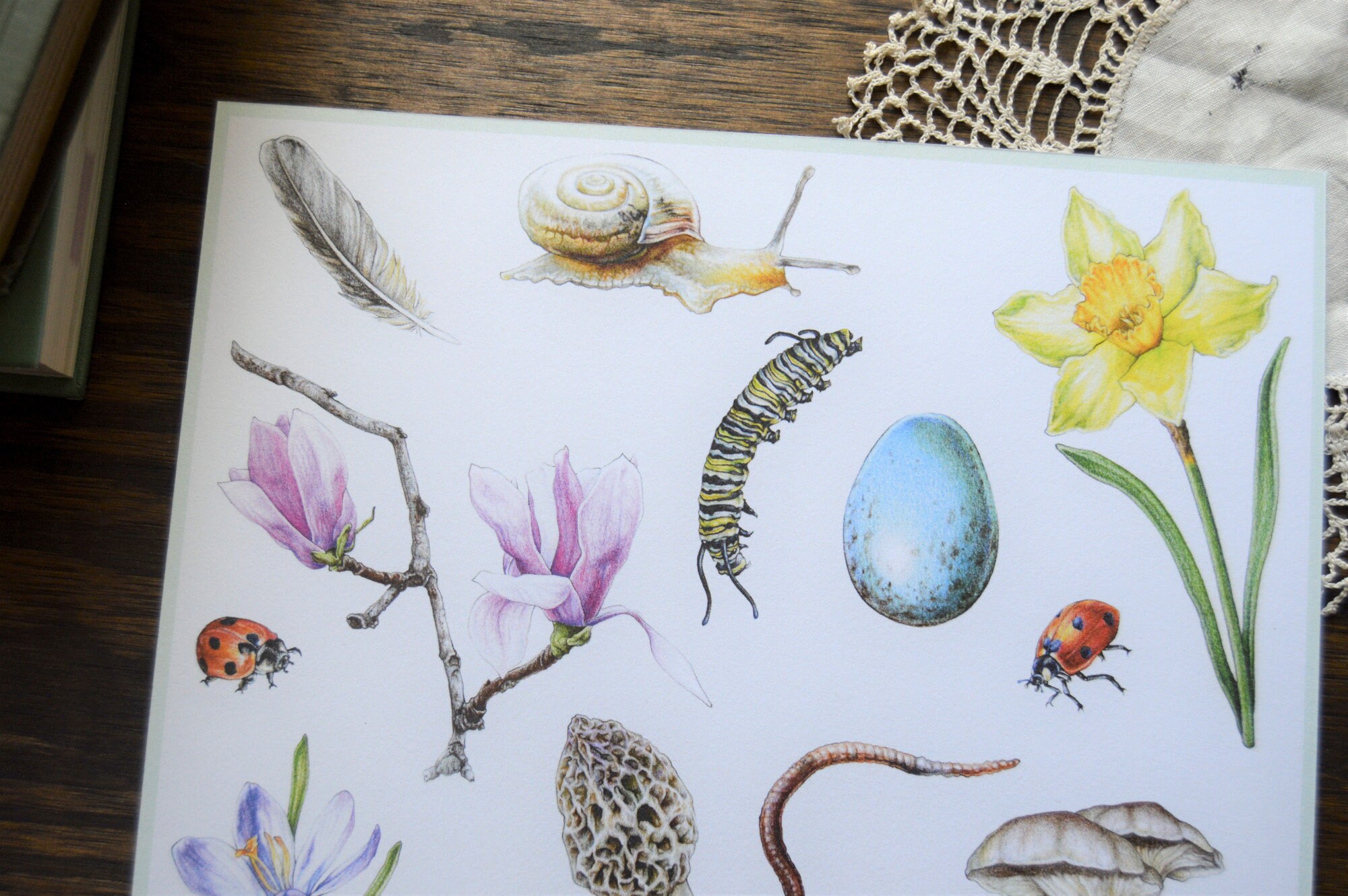 Forarger Drawing Spring Forager Fine Art Print, 8 X 10 Colored Pencil Drawing - Etsy