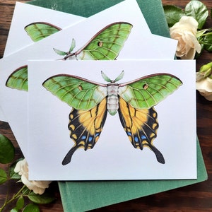 Swallowtail Luna Moth Print, 5x7 Colored Pencil Natural History Illustration