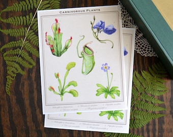 Carnivorous Plants Print, 8x10 Colored Pencil Natural History Plate Illustration