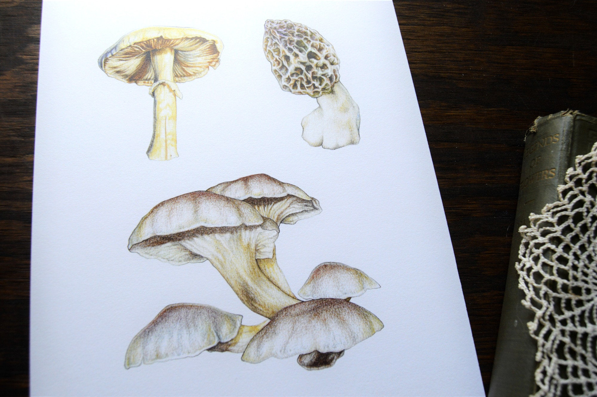 Forarger Drawing Mushroom Forager Fine Art Print, 8x10 Colored Pencil Drawing - Etsy