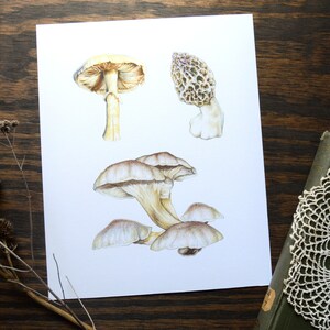 Forarger Drawing Mushroom Forager Fine Art Print, 8x10 Colored Pencil Drawing - Etsy