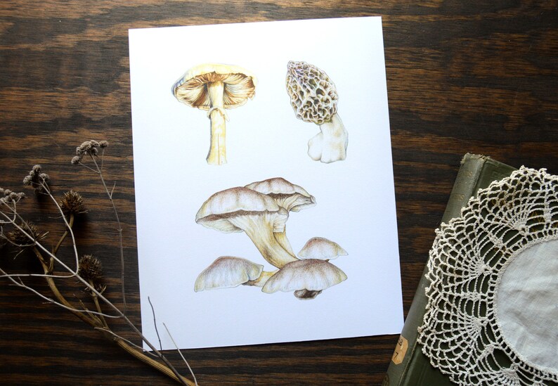 Forarger Drawing Mushroom Forager Fine Art Print, 8x10 Colored Pencil Drawing - Etsy