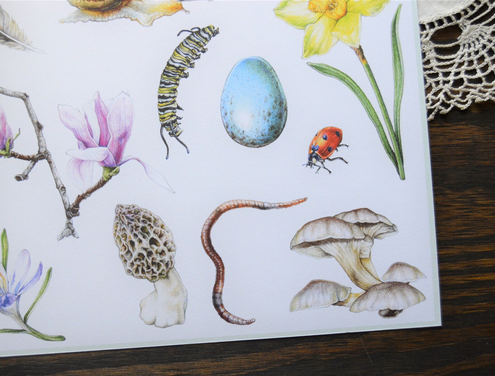 Forarger Drawing Spring Forager Fine Art Print, 8 X 10 Colored Pencil Drawing - Etsy
