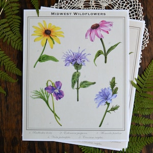 Midwest Wildflowers Print, 8x10 Colored Pencil Natural History Plate Illustration