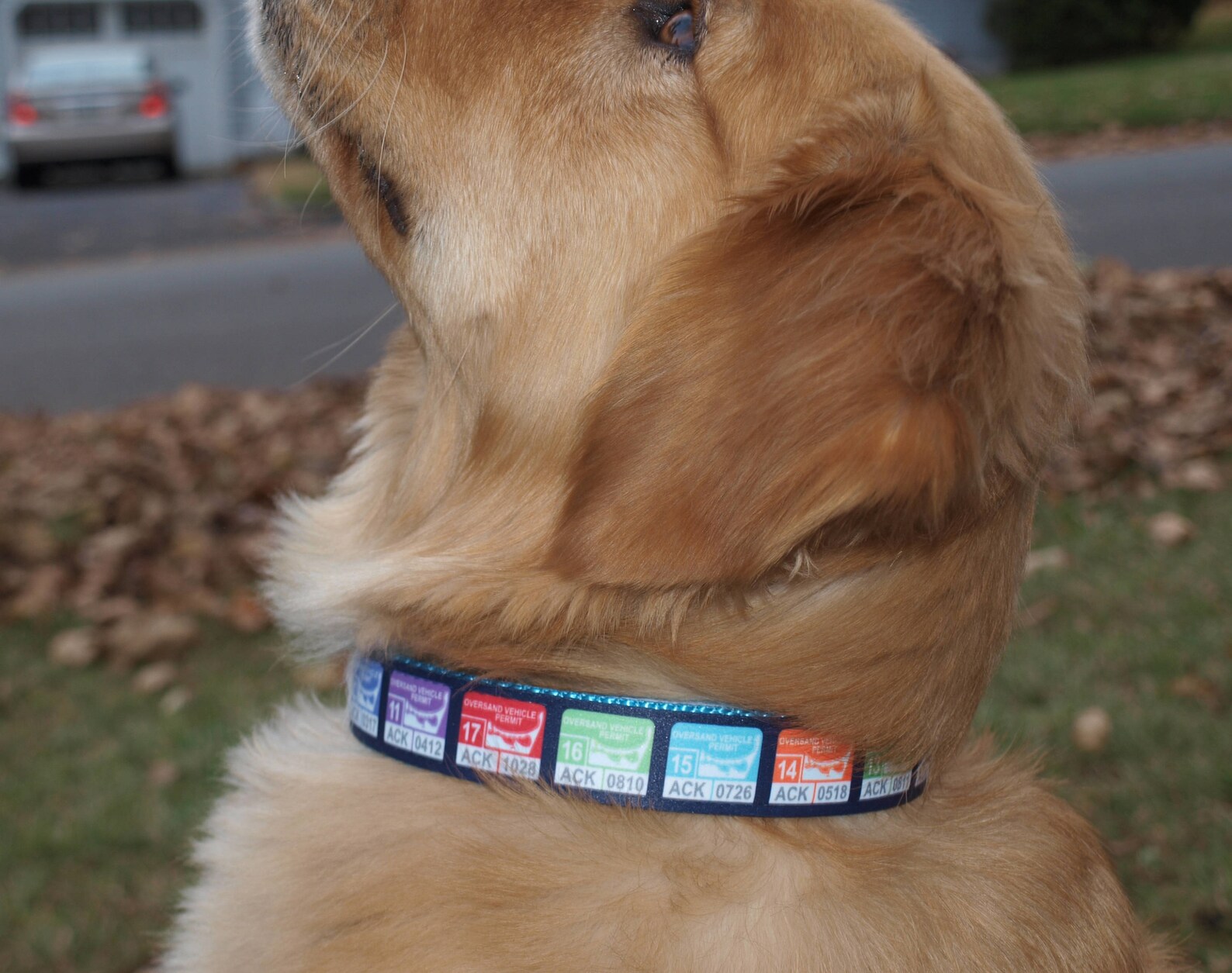 Nantucket Collar / Oversand Vehicle Collar / Nantucket Dog Etsy
