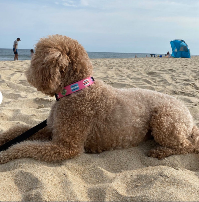 Sea Girt Area Beach Badge Collar / Spring Lake / Belmar / Avon / Pt Pleasant / Manasquan / Bay Head / Mantoloking / Matching Leash Available afbeelding 3