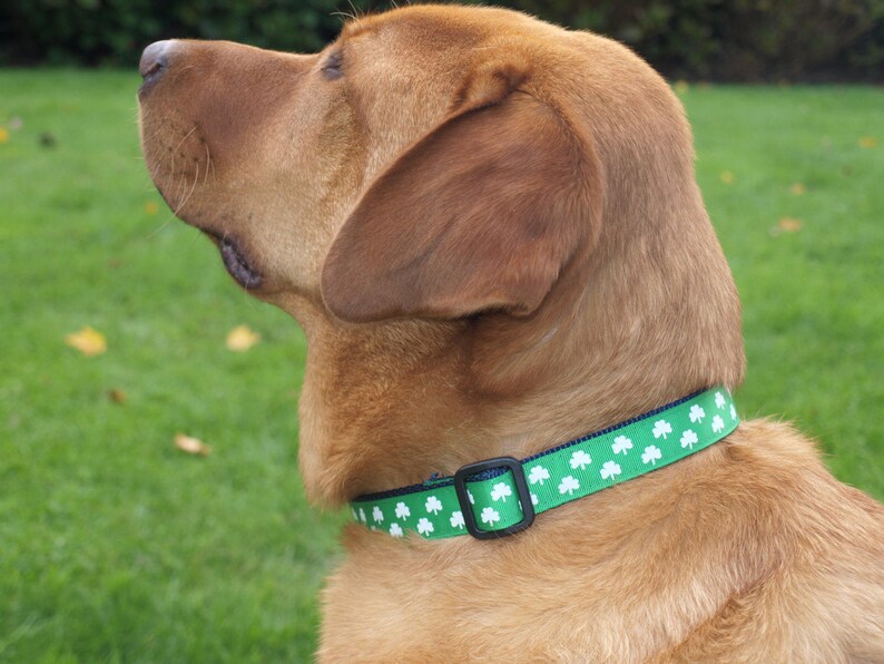 st patricks day belt