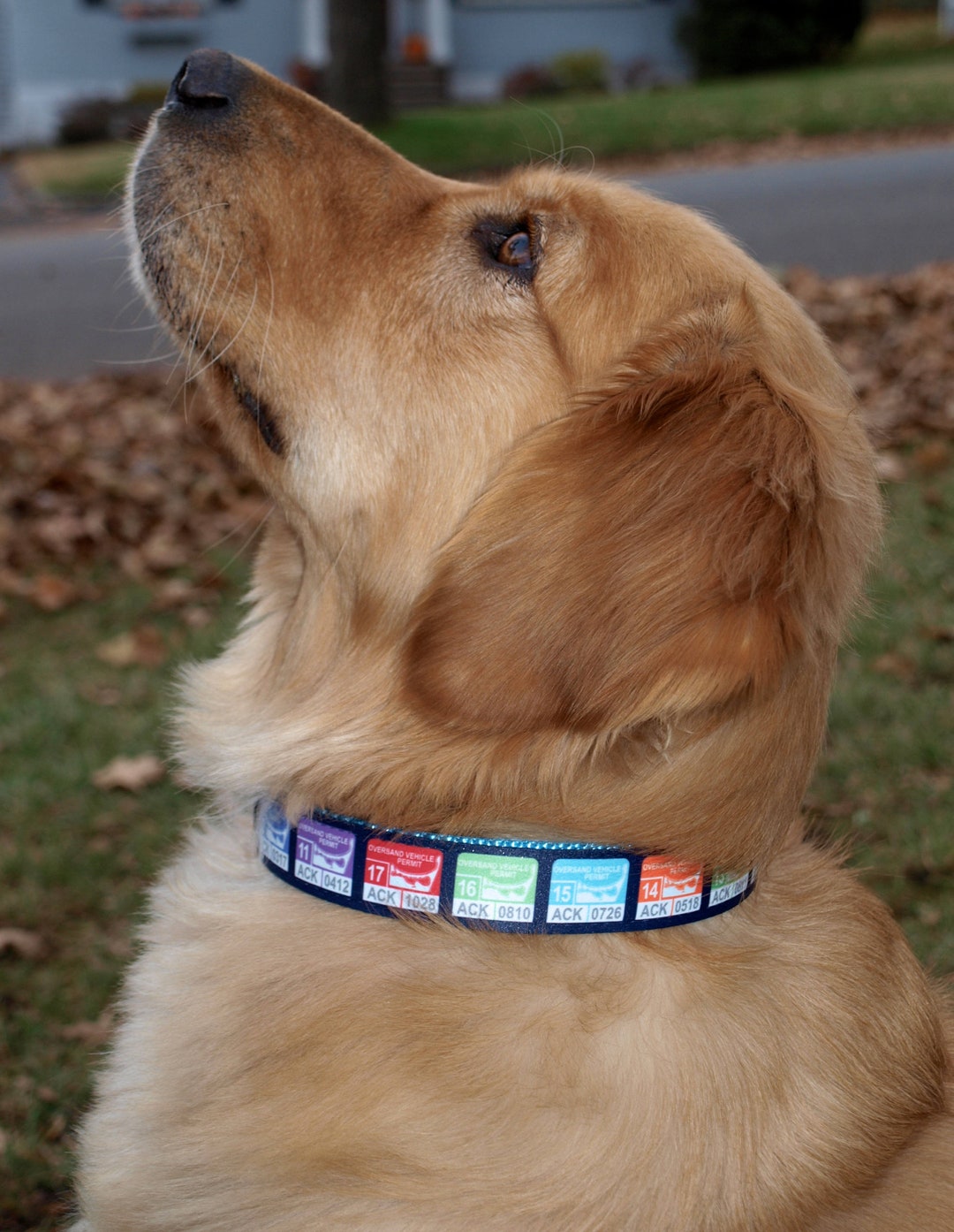 Nantucket Collar / Oversand Vehicle Collar / Nantucket Dog Etsy