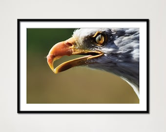 Bald Eagle, DIGITAL DOWNLOAD, Bald Eagle Portrait, Bird Print, Printable Wall Art