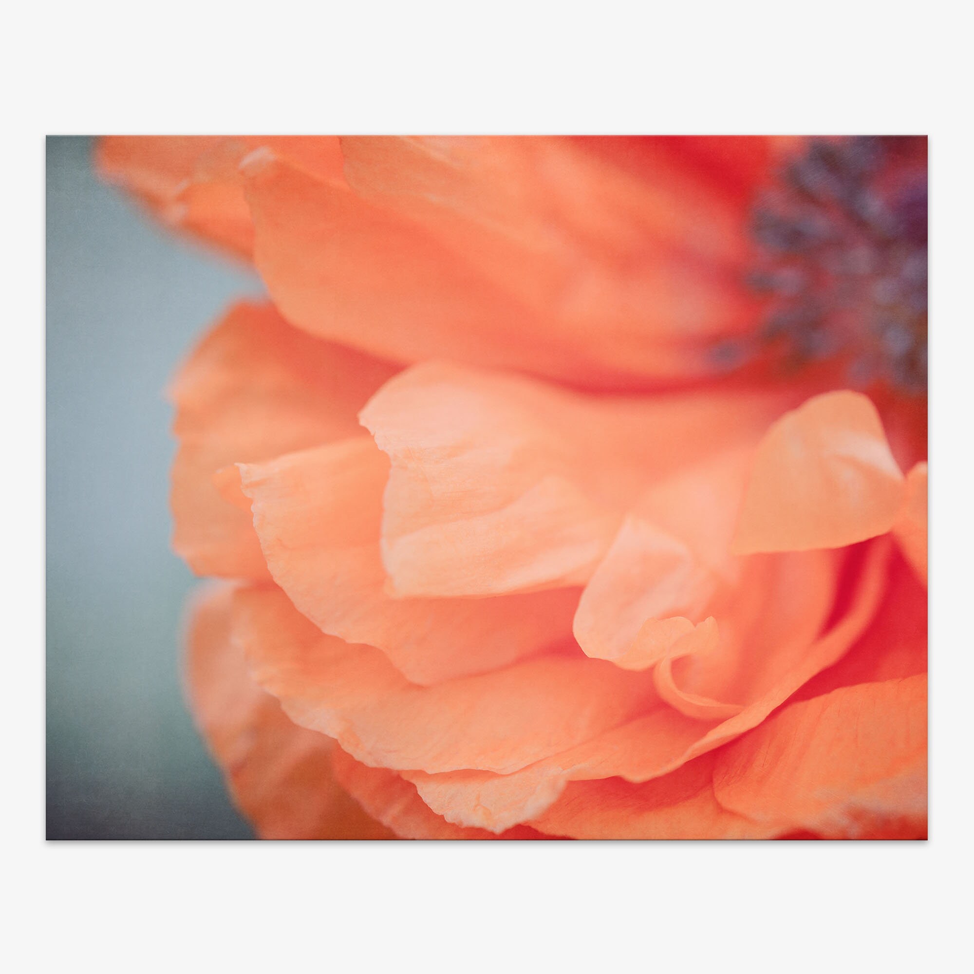 Set of 4 Prints Orange Poppy Flower Wall Art Set Orange Etsy