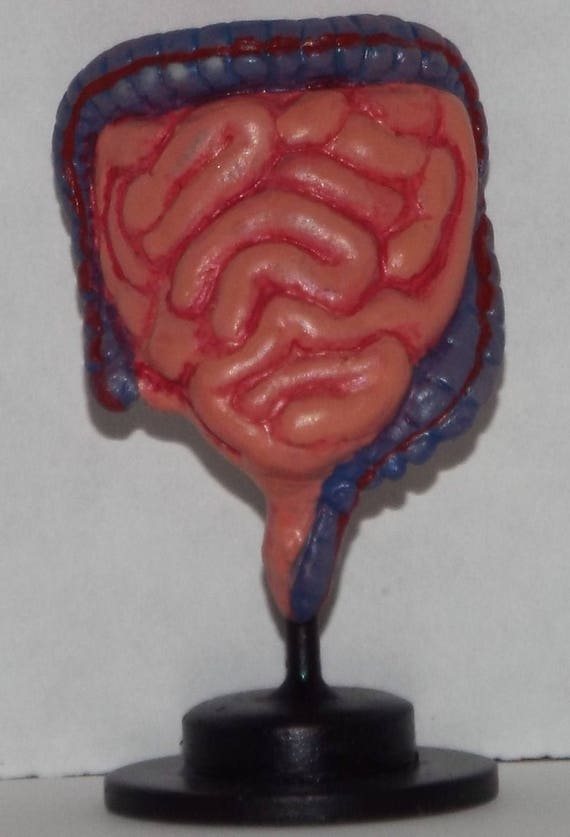 Doll miniature handcrafted intestine model hospital medical exam 1//12th scale