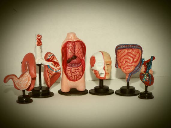 Doll miniature handcrafted intestine model hospital medical exam 1//12th scale