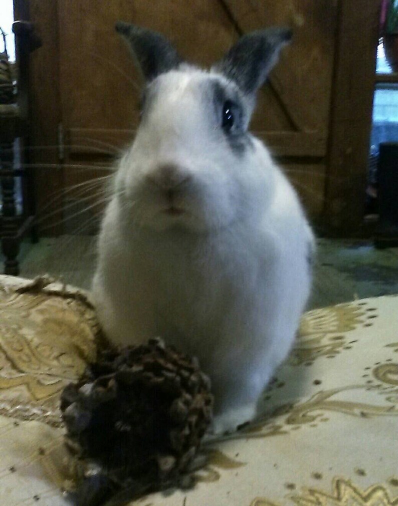 Pine Cones Natural Rabbit Toys Natural Pet Treats Etsy