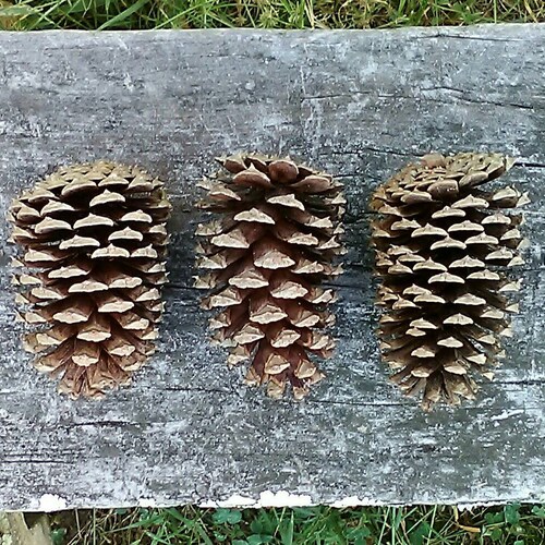 Pine Cones Natural Rabbit Toys Natural Pet Treats Etsy