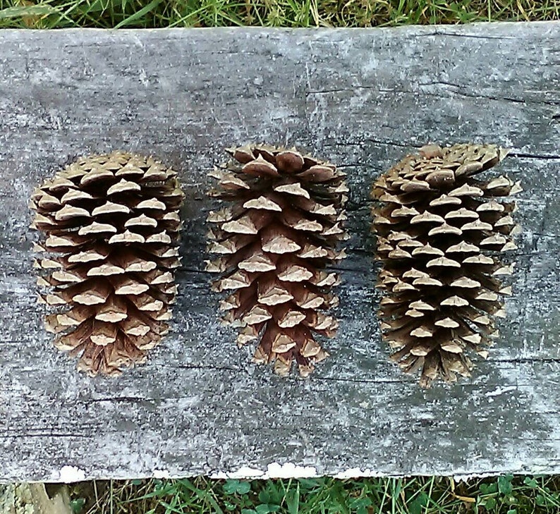 Pine Cones Natural Rabbit Toys Natural Pet Treats Etsy