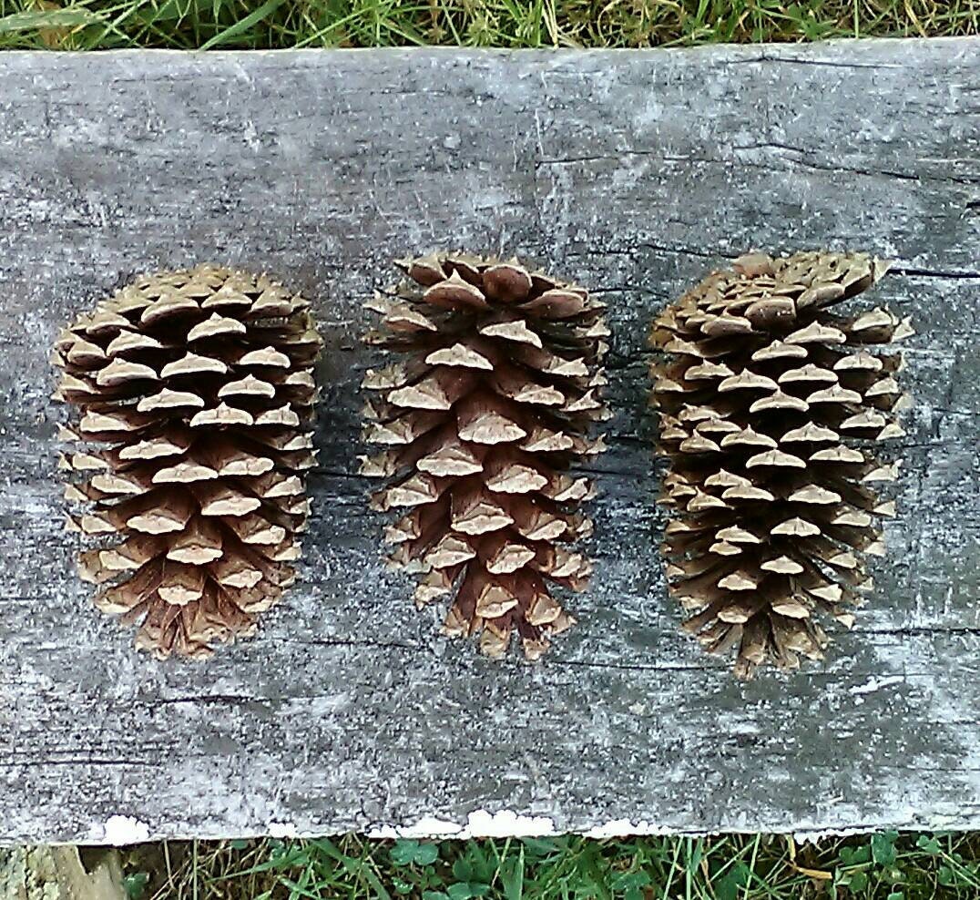 Pine Cones - Natural Rabbit Toys - Natural Pet Treats - Natural Pet T…