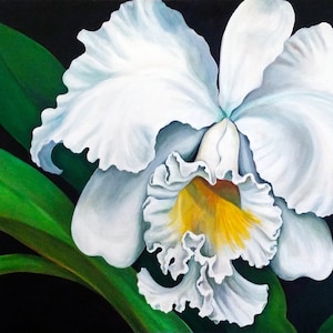 Hawaiian White Cattleya, Hawaiian White Orchid, Tropical white orchid, beautiful orchid