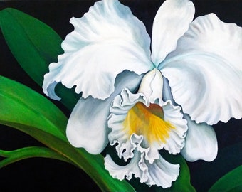 Hawaiian White Cattleya, Hawaiian White Orchid, Tropical white orchid, beautiful orchid