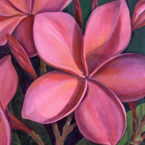 Hawaiian Red Plumeria, red plumeria, red frangipani, tropical plumeria flower, Hawaii plumeria
