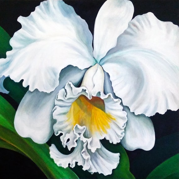 Hawaiian White Cattleya Hawaiian White Orchid Tropical White - Etsy