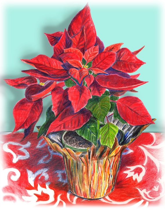 Disegno A Matita Di Natale Poinsettia Rosso Stella Di Natale Poinsettia Hawaiano Stella Di Natale Colorato Disegno A Matita Fiore