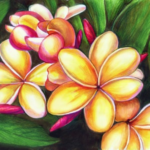 HAWAIIAN YELLOW PLUMERIA, frangipani flower, Pua Melia, Polynesian Floral
