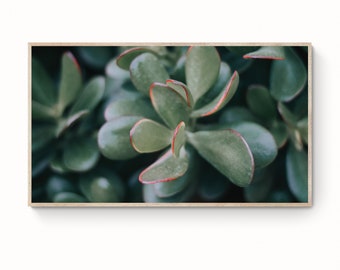 Samsung Frame Tv Art |  Macro Flower Photography |  Art for Frame Tv | Succulent Still Life Photo