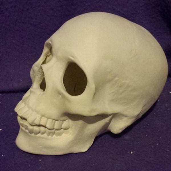 Realistic Human Skull 7" ready to paint ceramic bisque