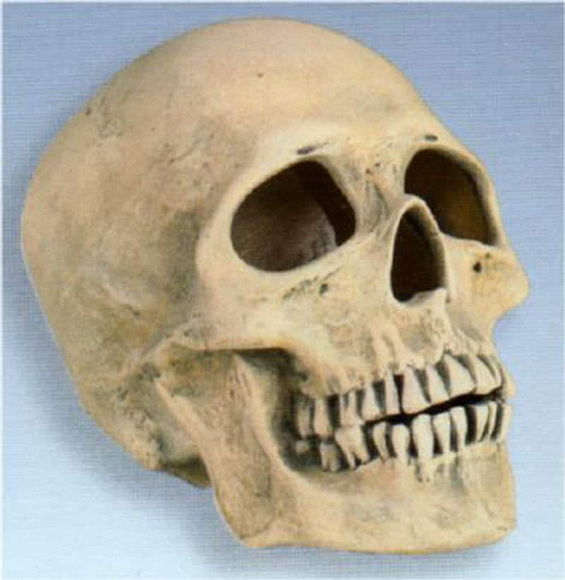 Sugar Skull Money Bank - Paint Your Own Pottery for Halloween & Día de
