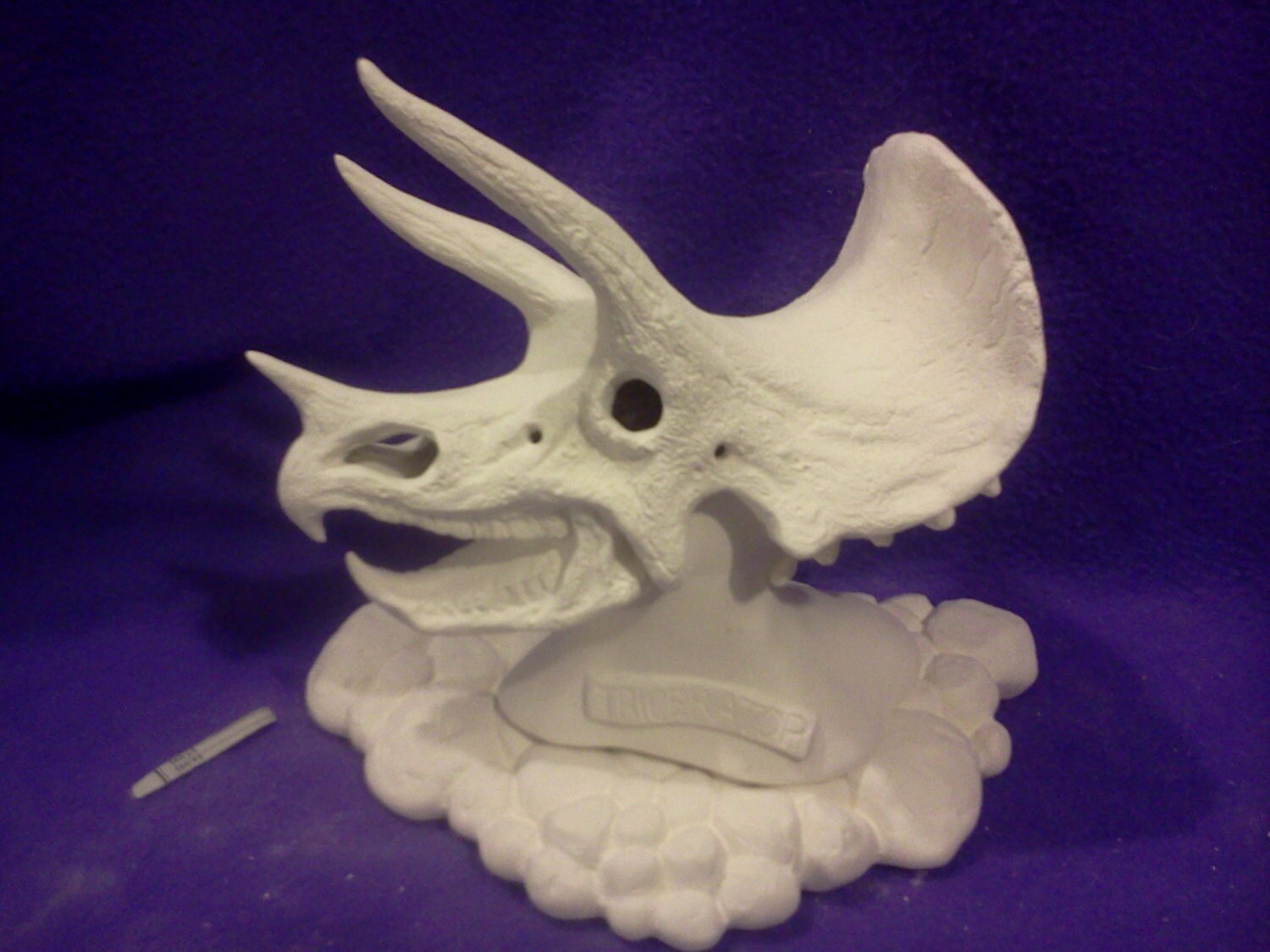 Triceratops Skull 7
