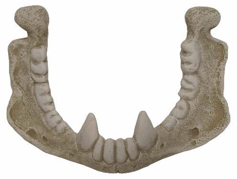 t rex fossil for sale