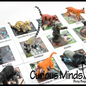 Montessori Rain Forest Animal Match - Animales en miniatura con cartas a juego - Cartas de 2 partes.  Juguete de aprendizaje Montessori, materiales de idiomas