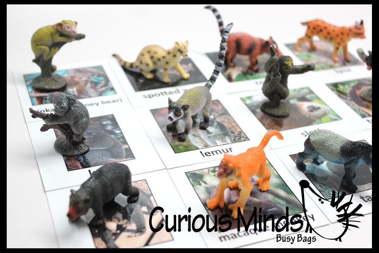 Montessori Rain Forest Animal Match - Miniature Animals With Matching ...