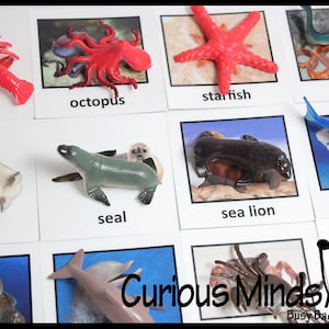 Montessori Ocean Animal Match - Animais em miniatura com cartas correspondentes - Cartões de 2 partes. Brinquedo de aprendizagem Montessori, materiais linguísticos