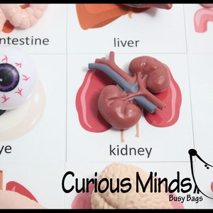 Montessori Human Organ Match - Órgãos do corpo em miniatura com cartões correspondentes - Brinquedo de aprendizagem de biologia