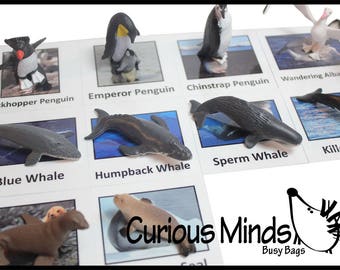 Antarctica Animal Match - Antarctic animals for Montessori learning continent toys