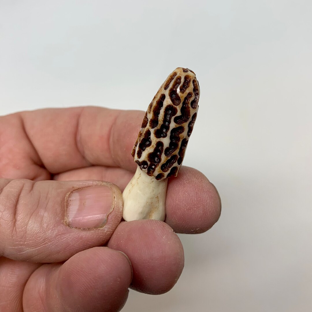 Morel Mushroom Carving Whitetail Deer Antler Hat Pin Lapel Etsy