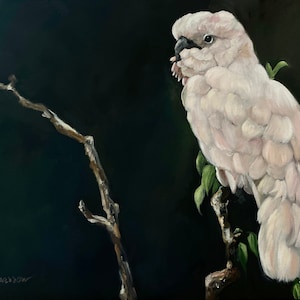 Bird Art Original Oil Painting Of Pink Cockatoo artwork Parrot Tropical wall decor 16x20 on stretched canvas by Mary Sparrow feathers black